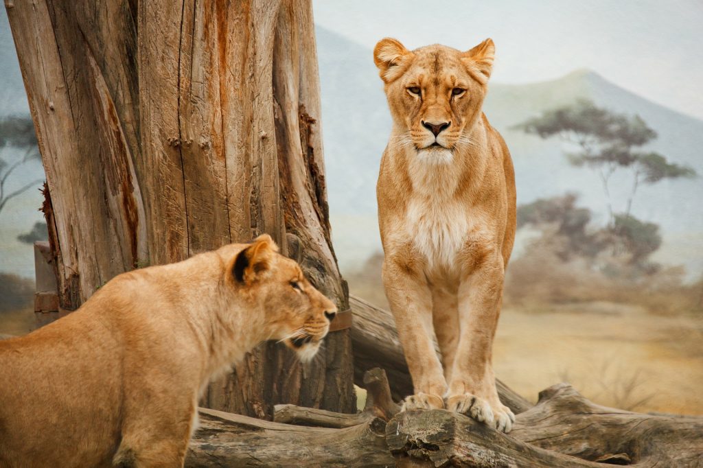 Two Lions standing by a tree