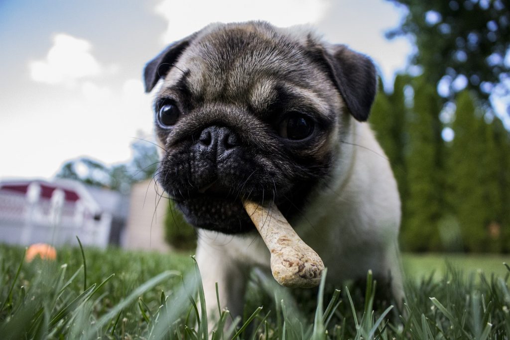Puppy chewing bone