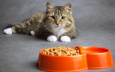 The Ultimate Cat Food Buying Guide